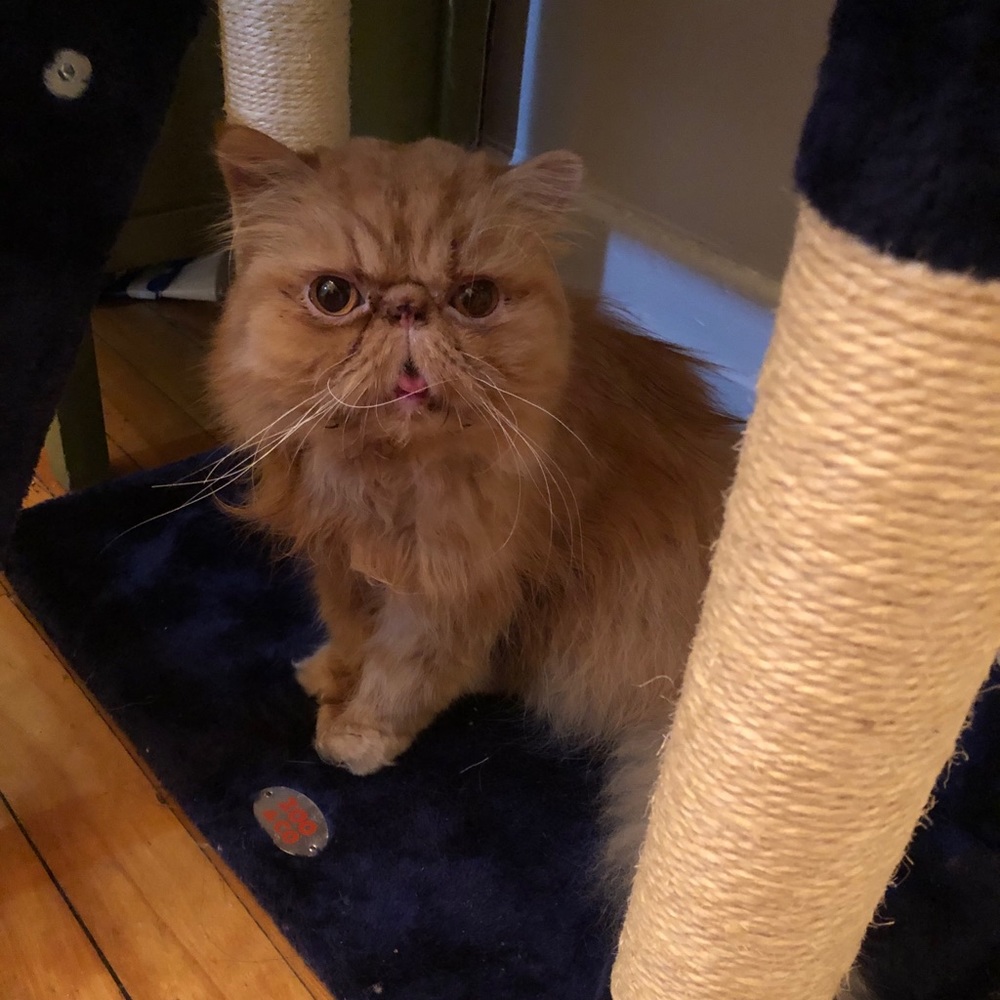 Meet your Posher, Tomoko